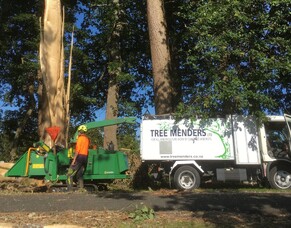 Maximizing Tree Health: The Role of Professional Tree Consultancy