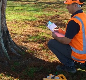 Tree Consultancy Hamilton