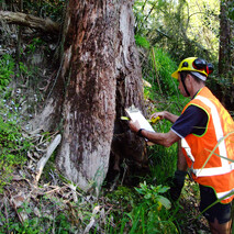 Tree Consultations Hamilton
