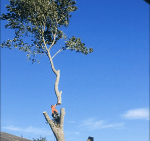 Tree Removals Hamilton