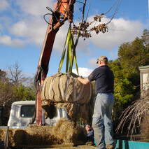 Tree Transplanting