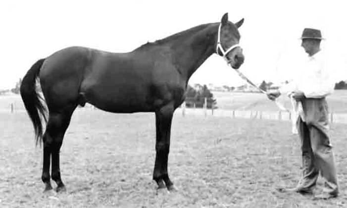 Summertime, Dewar Stallion Trophy winner, the Sir Tristram of his era.