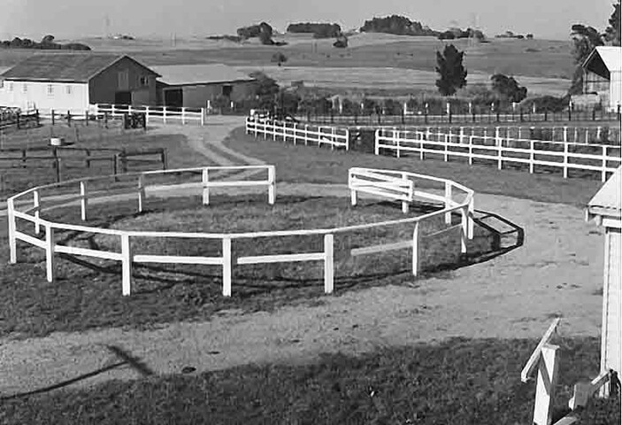 Kinross Stud in the 1960's
