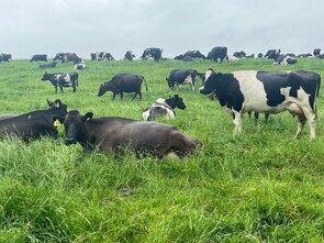 150 x In-Calf Crossbred Cows. DTC from 01/07 - BW: 104, PW: 137Sam Cowley, 021 263 2019