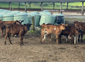 20 x Genuine Kiwi X Heifer Calves - BW: 192, PW: 204Jason Roberts, 027 707 1271