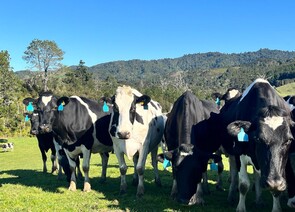 120 x Friesian Early Calving Autumn Cows. DTC from 05/03 - BW: 82, PW: 132Sam Cowley, 021 263 2019