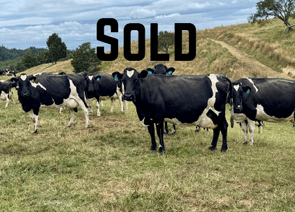 700 x  Friesian/Friesian X Cows - SOLD! - UnrecordedHarrison Levien, 027 496 7410