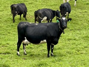 220 x Friesian & Friesian X In-calf Cows. DTC from 26/07 - BW: 61, PW: 73Harrison Levien, 027 496 7410