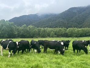 59 x Friesian & Friesian X In-calf Heifers. DTC from 05/07 - BW: 205, PW: 179Sam Cowley, 021 263 2019