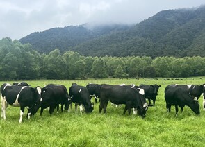 59 x Friesian & Friesian X In-calf Heifers. DTC from 05/07 - BW: 205, PW: 179Sam Cowley, 021 263 2019