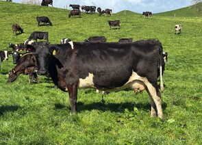 150 x Friesian/Friesian X Cows. DTC from 18/07 - BW: 114, PW: 141Jason Roberts, 027 707 1271