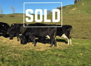 300 x In-Calf Kiwi X Cows - SOLD - BW: 26, PW: 87Jason Roberts, 027 707 1271