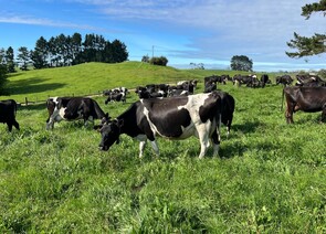 220 x Friesian/Friesian X Cows. DTC from 10/07 - BW: 137, PW: 169Sam Cowley, 021 263 2019