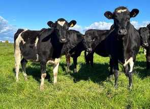 54 x In-Calf Kiwi X Heifers - BW: 246, PW: 257Sam Cowley, 021 263 2019