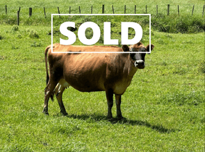 37 Autumn Calving Jersey Cows - SOLD! - BW: 217, PW: 216Jason Roberts, 027 707 1271
