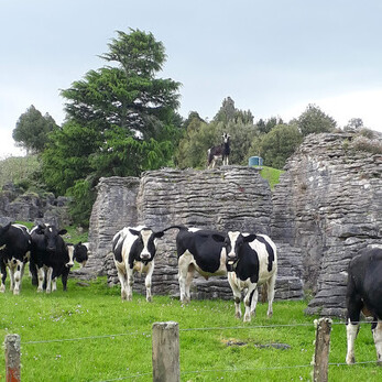 Bulls with there friendly Goat keeping watch