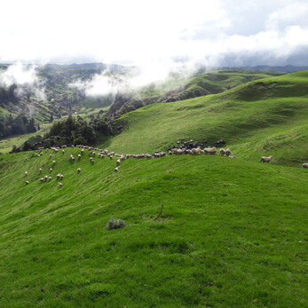 Sheep grazing the hills of rotomate