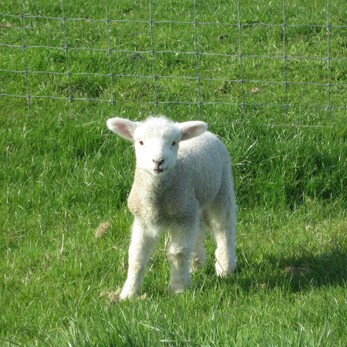 Pet Lamb