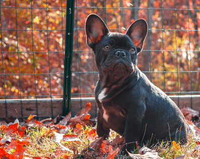 Wellington Temporary Fence Hire & Sales. Price & Service Guarantee.  Commercial + Residential + Special Event Fencing Solutions.  Swimming Pool + Dog run temporary or semi-permanent fencing.