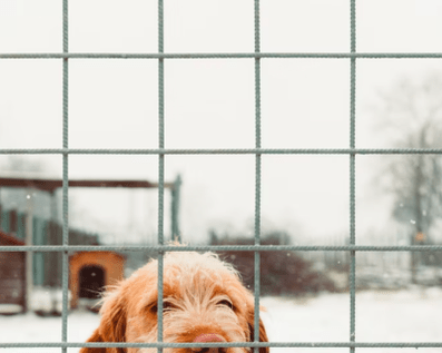 Wellington Temporary Fence Hire & Sales. Price & Service Guarantee. Commercial + Residential + Special Event Fencing Solutions. Swimming Pool + Dog run temporary or semi-permanent fencing.