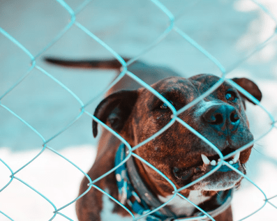 Wellington Temporary Fence Hire & Sales. Price & Service Guarantee. Commercial + Residential + Special Event Fencing Solutions. Swimming Pool + Dog run temporary or semi-permanent fencing.