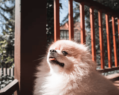 Wellington Temporary Fence Hire & Sales. Price & Service Guarantee.  Commercial + Residential + Special Event Fencing Solutions.  Swimming Pool + Dog run temporary or semi-permanent fencing.