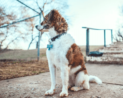 Wellington Temporary Fence Hire & Sales. Price & Service Guarantee.  Commercial + Residential + Special Event Fencing Solutions.  Swimming Pool + Dog run temporary or semi-permanent fencing.