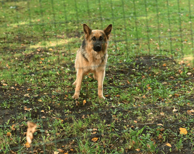 Wellington Temporary Fence Hire & Sales. Price & Service Guarantee.  Commercial + Residential + Special Event Fencing Solutions.  Swimming Pool + Dog run temporary or semi-permanent fencing.