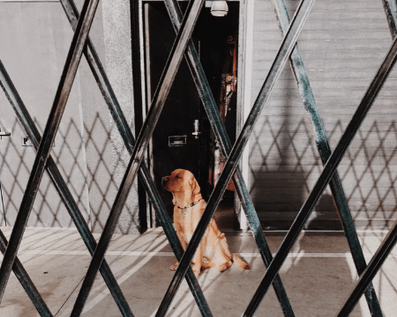 Wellington Temporary Fence Hire & Sales. Price & Service Guarantee.  Commercial + Residential + Special Event Fencing Solutions.  Swimming Pool + Dog run temporary or semi-permanent fencing.