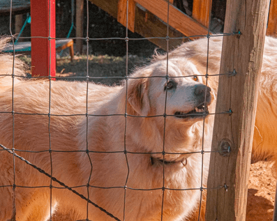 Wellington Temporary Fence Hire & Sales. Price & Service Guarantee.  Commercial + Residential + Special Event Fencing Solutions.  Swimming Pool + Dog run temporary or semi-permanent fencing.
