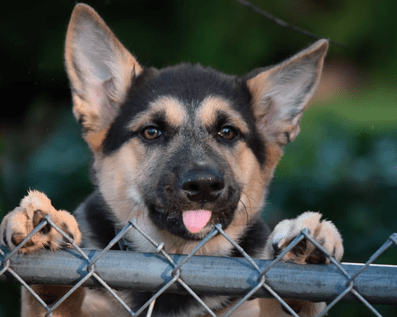 Wellington Temporary Fence Hire & Sales. Price & Service Guarantee.  Commercial + Residential + Special Event Fencing Solutions.  Swimming Pool + Dog run temporary or semi-permanent fencing.