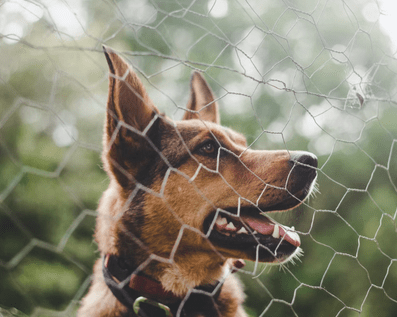 Wellington Temporary Fence Hire & Sales. Price & Service Guarantee. Commercial + Residential + Special Event Fencing Solutions. Swimming Pool + Dog run temporary or semi-permanent fencing.