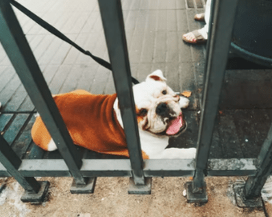 Wellington Temporary Fence Hire & Sales. Price & Service Guarantee. Commercial + Residential + Special Event Fencing Solutions. Swimming Pool + Dog run temporary or semi-permanent fencing.