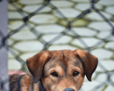 Wellington Temporary Fence Hire & Sales. Price & Service Guarantee.  Commercial + Residential + Special Event Fencing Solutions.  Swimming Pool + Dog run temporary or semi-permanent fencing.