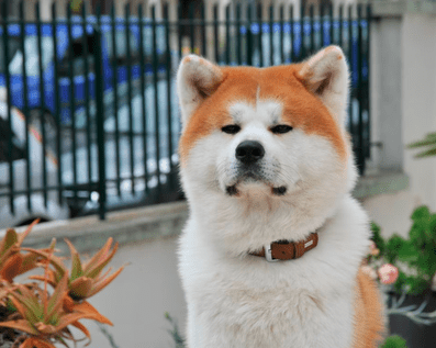 Wellington Temporary Fence Hire & Sales. Price & Service Guarantee.  Commercial + Residential + Special Event Fencing Solutions.  Swimming Pool + Dog run temporary or semi-permanent fencing.