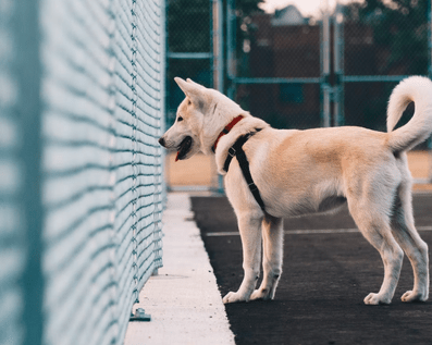 Wellington Temporary Fence Hire & Sales. Price & Service Guarantee.  Commercial + Residential + Special Event Fencing Solutions.  Swimming Pool + Dog run temporary or semi-permanent fencing.