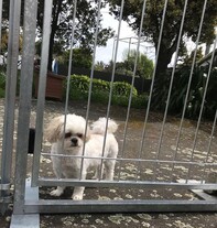 Wellington Temporary Fencing NZ Temp Fencing Wellington Temporary Fencing Hire Fence Portable Temporary Fence Construction Fencing Wellington Wairarapa Fencing Events Fencing Wellington Temp Fence Hire Dog Fence