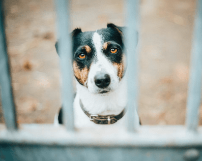 Wellington Temporary Fence Hire & Sales. Price & Service Guarantee. Commercial + Residential + Special Event Fencing Solutions. Swimming Pool + Dog run temporary or semi-permanent fencing.