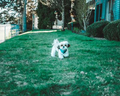 Wellington Temporary Fence Hire & Sales. Price & Service Guarantee.  Commercial + Residential + Special Event Fencing Solutions.  Swimming Pool + Dog run temporary or semi-permanent fencing.