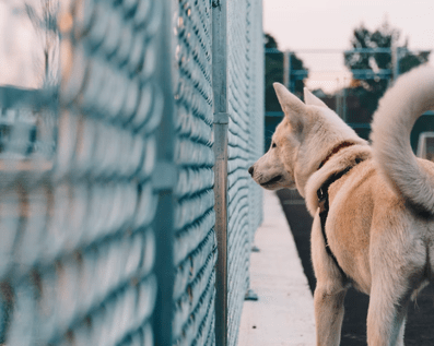 Wellington Temporary Fence Hire & Sales. Price & Service Guarantee.  Commercial + Residential + Special Event Fencing Solutions.  Swimming Pool + Dog run temporary or semi-permanent fencing.