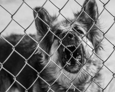 Wellington Temporary Fence Hire & Sales. Price & Service Guarantee.  Commercial + Residential + Special Event Fencing Solutions.  Swimming Pool + Dog run temporary or semi-permanent fencing.