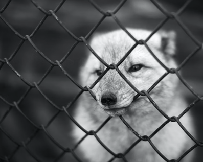 Wellington Temporary Fence Hire & Sales. Price & Service Guarantee. Commercial + Residential + Special Event Fencing Solutions. Swimming Pool + Dog run temporary or semi-permanent fencing.