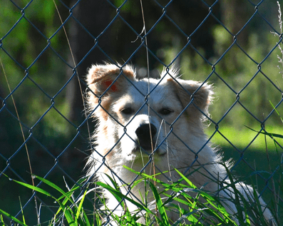 Wellington Temporary Fence Hire & Sales. Price & Service Guarantee.  Commercial + Residential + Special Event Fencing Solutions.  Swimming Pool + Dog run temporary or semi-permanent fencing.