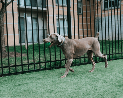 Wellington Temporary Fence Hire & Sales. Price & Service Guarantee.  Commercial + Residential + Special Event Fencing Solutions.  Swimming Pool + Dog run temporary or semi-permanent fencing.