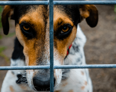 Wellington Temporary Fence Hire & Sales. Price & Service Guarantee.  Commercial + Residential + Special Event Fencing Solutions.  Swimming Pool + Dog run temporary or semi-permanent fencing.