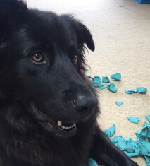 Wellington Temporary Fencing NZ Temp Fencing Wellington Temporary Fencing Hire Fence Portable Temporary Fence Construction Fencing Wellington Wairarapa Fencing Events Fencing Wellington Temp Fence Hire