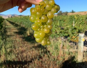 Bull Paddock wine of the week, 31 August 2022