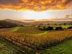 Soho's second sparkling (and other releases) for festive season