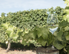 Dates change for Auckland Winetopia