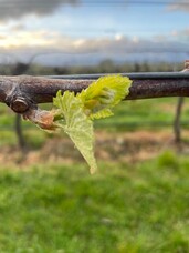 Top drops under $30 from the NWWA Top 50